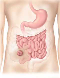 illustration of an abdomen